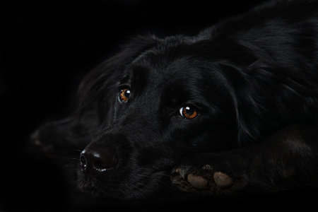 Portrait of a black dog on a black background. studio shotの写真素材