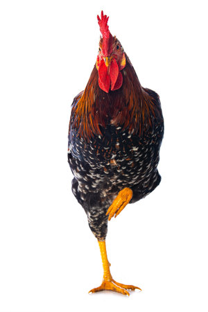 Portrait of a rooster isolated on white background, studio shotの写真素材