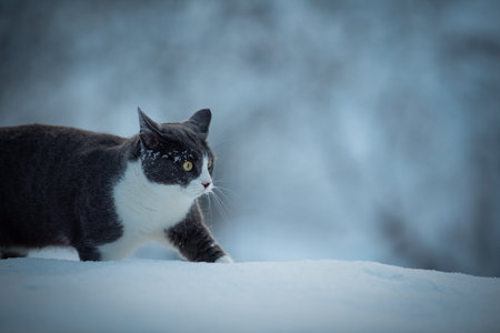 Portrait of a cat in the snow. Selective focus.の写真素材
