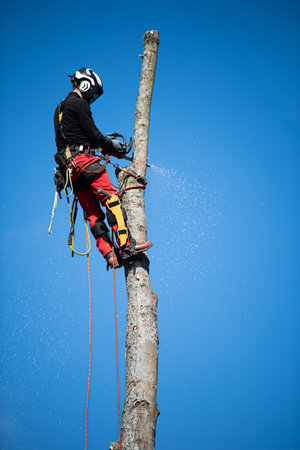 Carpenter working on a tree with chainsaw, against blue skyの写真素材