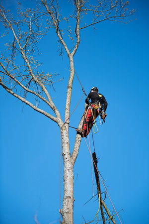 A man is climbing a tree with a rope on a background of blue sky