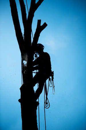 Silhouette of a chainsaw worker cutting down a tree.の写真素材