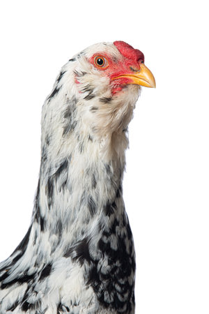 Mixed breed cock isolated on white background looks to the cameraの写真素材