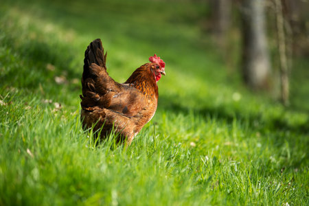 Cock in a spring meadow looks into the distanceの写真素材