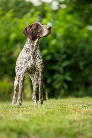 German shorthair dog in nature background