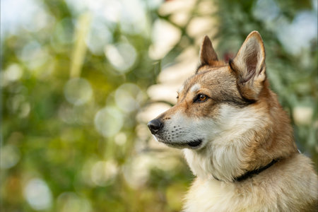 Czechoslovakian wolfdog in a garden