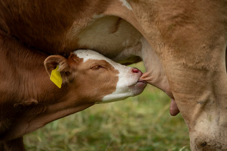 Calf drinks from the udder of the mother cowの写真素材