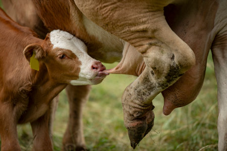 Calf drinks from the udder of the mother cowの写真素材
