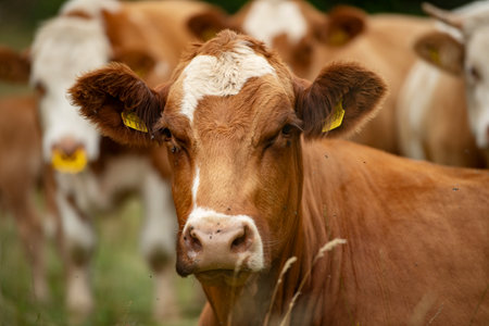 Cow lying on the summer pastureの写真素材