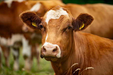 Cow lying on the summer pastureの写真素材