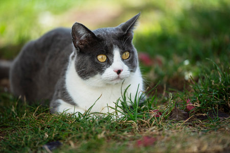Young tabby cat in nature background looks to the cameraの写真素材