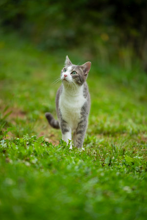 Young tabby cat in nature background looks to the cameraの写真素材