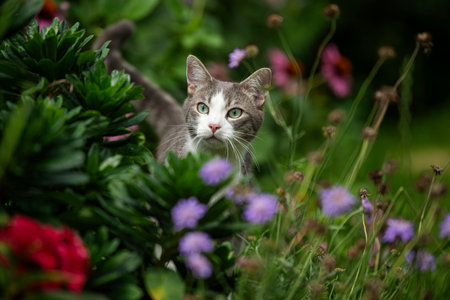 Young tabby cat in nature background looks to the cameraの写真素材