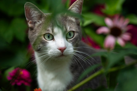 Young tabby cat in nature background looks to the cameraの写真素材