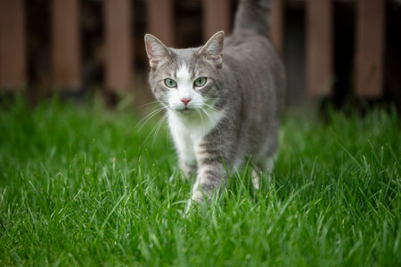 Young tabby cat in nature background looks to the cameraの写真素材