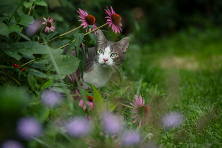 Young tabby cat in nature background looks to the cameraの写真素材