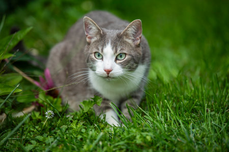 Young tabby cat in nature background looks to the cameraの写真素材