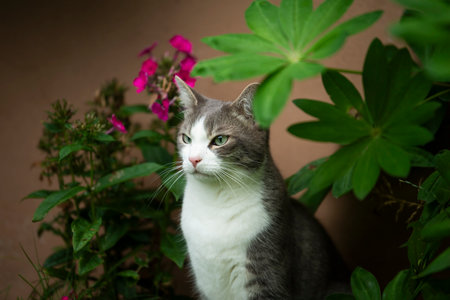 Tabby cat in nature background looks into the distanceの写真素材