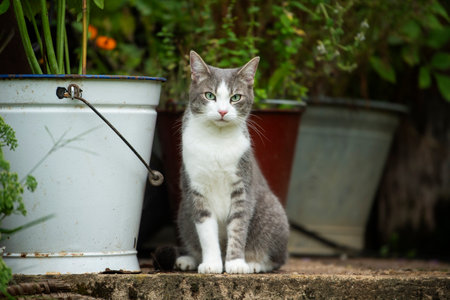 Tabby cat sitting between flower potsの写真素材