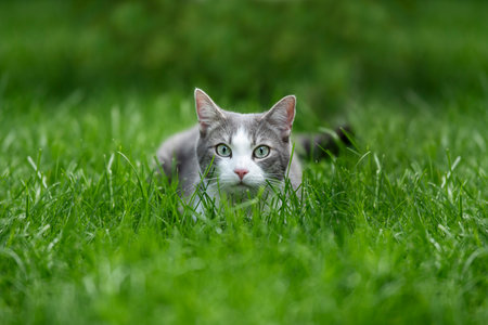 Young tabby cat in nature background looks to the cameraの写真素材