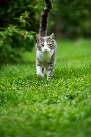 Young tabby cat walks in nature background looks to the cameraの写真素材