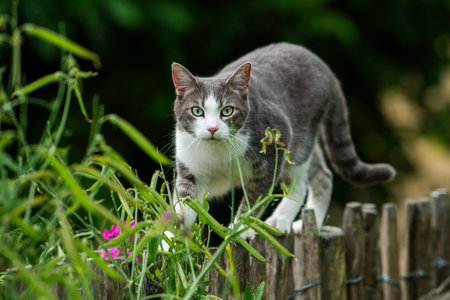 Young tabby cat on a garden fence in nature backgroundの写真素材