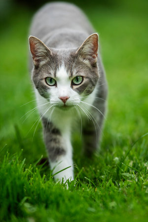 Young tabby cat walks in nature background looks to the cameraの写真素材
