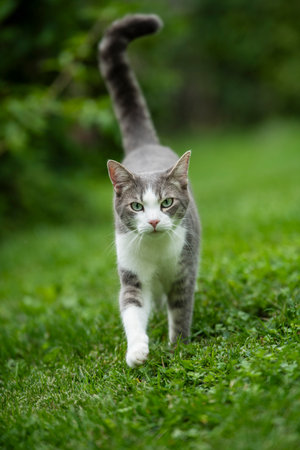 Young tabby cat walks in nature background looks to the cameraの写真素材