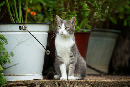Tabby cat in nature background looks into the distanceの写真素材