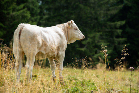 Cow on the pasture looks to the cameraの写真素材
