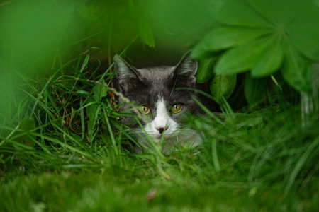 Domestic cat lying in a meadow under a bushの写真素材