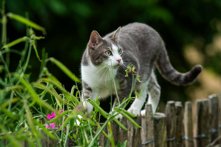 Young tabby cat on a garden fence in nature backgroundの写真素材