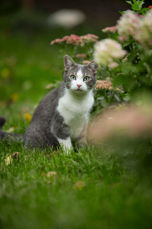 Tabby cat in a summer gardenの写真素材