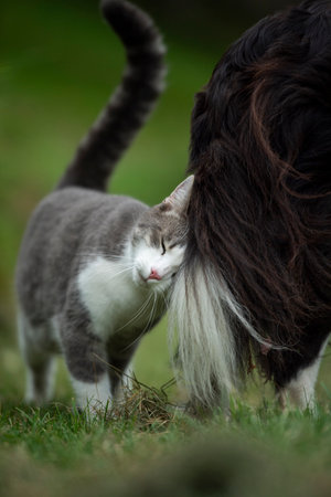 Cat snuggles up to a Border Collieの写真素材