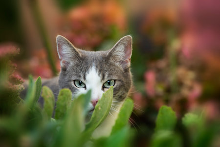Tabby cat in a summer gardenの写真素材