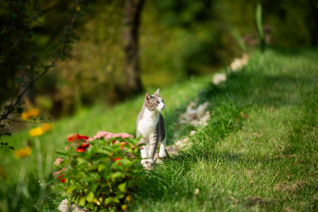 Young tabby cat in a summer gardenの写真素材