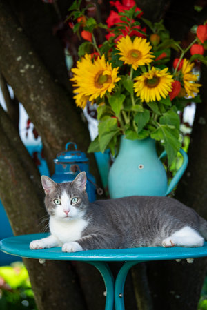 Cute cat on a garden table looks to the cameraの写真素材
