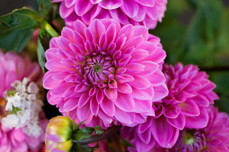 pink dalia flowersの写真素材