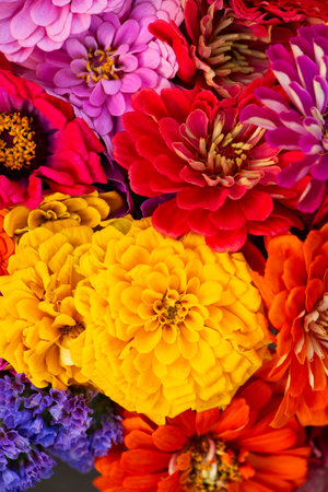 Top view of different colorful zinia flowersの写真素材