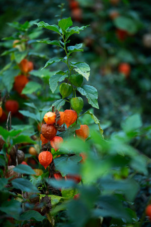 Physalis alkekengi flower in nature backgroundの写真素材