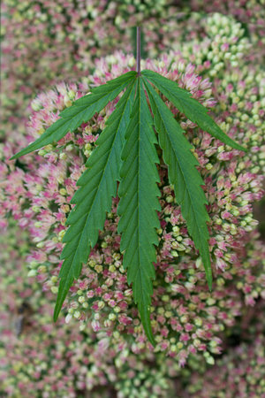 Hemp leaf on pink flowersの写真素材