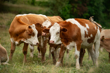 cows on the summer pastureの写真素材