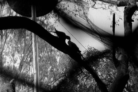 A pair of parrots in captivity