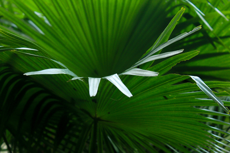 top view of  a big ornamental leaf in a gardenの写真素材