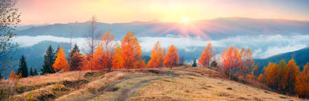 A beautiful morning panoramic scenery in the Ukrainian Carpathian mountains in the fall, with white fog flowing in between the hills and forests of red , green, auburn and goldの写真素材