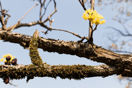 cornelian flowers in early spring