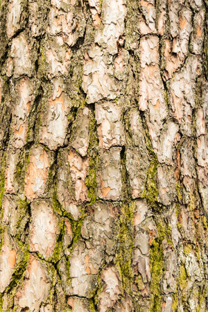 Bark of pine tree texture background. tree bark.の写真素材