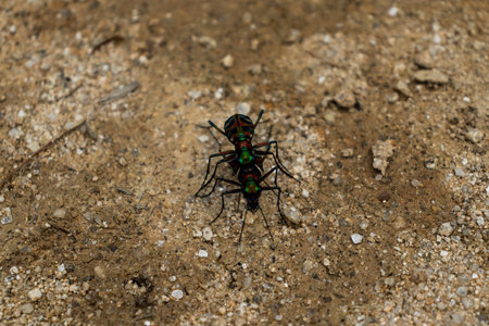 Colorful beetle on the ground in the forestの写真素材