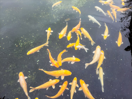 Carp in a park in South Koreaの写真素材