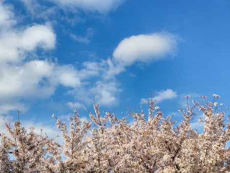 Cherry blossoms and blue sky with white clouds, spring backgroundの写真素材